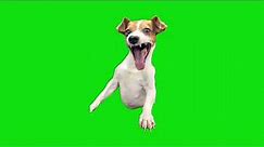 Laughing Dog Meme Green Screen Template