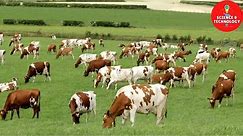 WONDERFUL AYRSHIRE AND SHORTHORN COW DAIRY FARM, MODERN TECHNOLOGY CATTLE FARMING, COW DAIRY FARMING