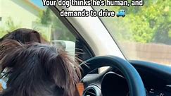 20_Dog domestication has gone way too far… beep beep ya’ll. 🚙😂 #funnydogvideos #dogdriving #dogsincars #dogsoftiktok #fu | Aina Gulbahar