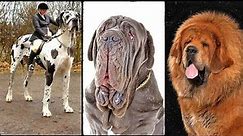 the biggest dog in the world | big dogs breeds | giant dogs #bigdog