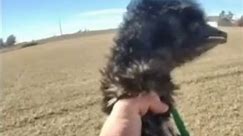 Body camera video shows deputy capture escaped emu