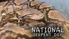 Meet Brookfield Zoo's Snakes on National Serpent Day