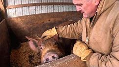 New Hope for the Pigs and the Cattle's New Digs