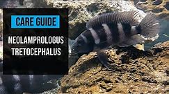 Neolamprologus Tretocephalus 5 bar chichlid. Basic Care Guide