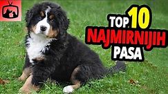 🐕 Najmirniji Psi - TOP 10 Najmirnijih Pasmina Pasa Na Svijetu!