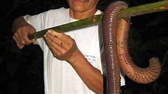 Biggest Earthworms in the World