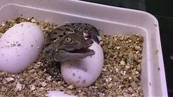 Egg hatching of West Africa Crocodiles - Aquatis