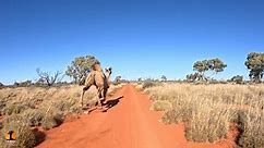 Solo Remote Western Australia 2023