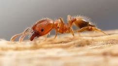 Invasive Ant Species in Florida Taking Over By Working with Other Ant Population