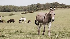 How To Care For Donkeys (7 Simple Tips) - HayFarmGuy