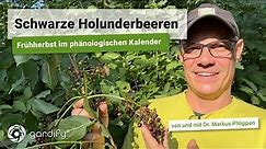 Schwarze Holunderbeeren – Frühherbst im phänologischen Kalender, Sambucus nigra | gardify Tipps
