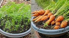 Planting and harvesting parisian mini carrots and chantenay carrots in tropical climate