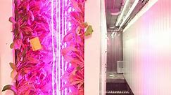 Elon Musk's brother opened a shipping container farm in Brooklyn — and he's calling it a 'real-food revolution'