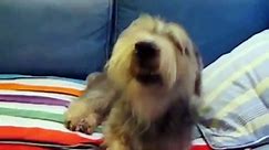 Funny Sneezing Animals 2015 HD