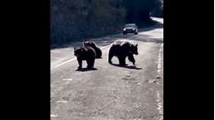 Close encounters with wild bears: driving the Transfăgărășan road in Romania