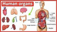Organs in the human body | Easy learning video