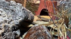 #leopardgeckosoftiktok #leopardgecko #gecko #reptilesoftiktok #reptile #leopardgeckomom #lizard #lizardsoftiktok #geckosoftiktok
