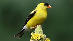 American Goldfinch Identification, All About Birds, Cornell Lab of Ornithology
