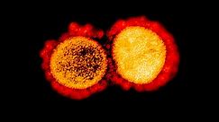 The coronavirus disarms the foot soldiers of the immune system. Scientists theorize that boosting them could fight covid-19.