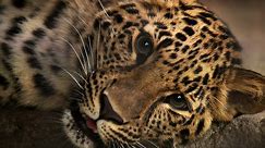 Fewer Than 40 Of These Special Leopards Exist in the World