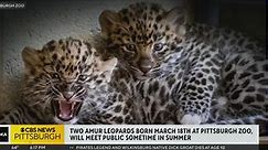 Critically endangered Amur leopard cubs born at Pittsburgh Zoo & Aquarium