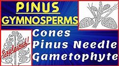 Genus Pinus Gymnosperm | Pinus Needle and Stem Structure | Male and Female Cone | Morphology Diagram