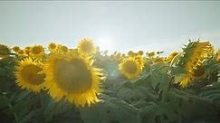 Sunflower Field - 4K Background Loop