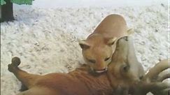 Animal Adventures Studios Presents - Animal Face-Off: Cougar vs. Gray Wolf