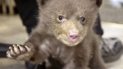 Hear baby bear make cutest noise