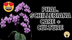 Phalaenopsis Schilleriana Orchid Species - Repotting, Care and Culture