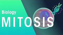What is Mitosis? | Genetics | Biology | FuseSchool