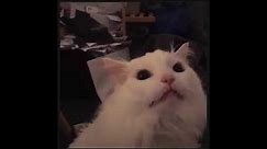 White cat meowing meme