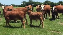 Powerful Brahman Bull covering Hereford cows!!