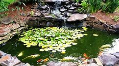 How to Make a Beautiful Goldfish Pond