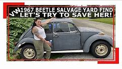 1967 VW Beetle Salvage Yard Find - Did we buy it? - Junkyard Find - VW Classic Beetle Restoration