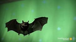 High-Speed Footage of a Bat in Flight