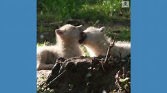 Arctic wolf cubs play in Belgium park