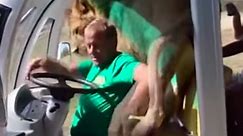 Lion climbs into safari vehicle