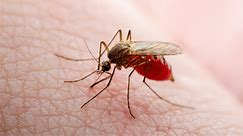 Dengue Virus Symptoms and Causes Explained