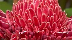 Min's Garden - Pink and red Torch Ginger flowers...