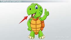 Reptiles Lesson for Kids: Definition, Characteristics & Facts