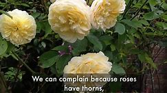 How to Grow Roses: The Complete Rose Flower Guide