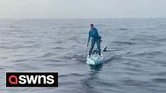 Woman paddleboarding across the ocean describes "surreal" moment hammerhead shark swims under her
