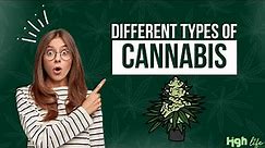 Types of Cannabis Plants | Identify Different Types of Cannabis || Cannabis Uses, and Benefits