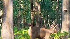 Sambar Deer Largest Deer - Jim Corbett Wildlife & Nature View