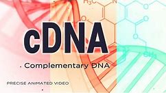 cDNA | Complementary DNA
