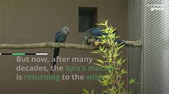 Back from the brink of extinction: the Spix’s macaws are returning to the wild