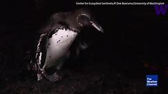 Surprising Trait Differentiates Male and Female Penguins