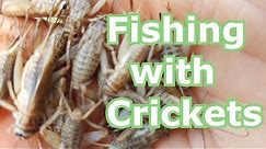 Fishing with Live Crickets for Bluegill, Panfish, Bream- How to Hook