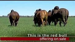 Introducing the Red Brahman bull race at the KroonVee Brahmans farm